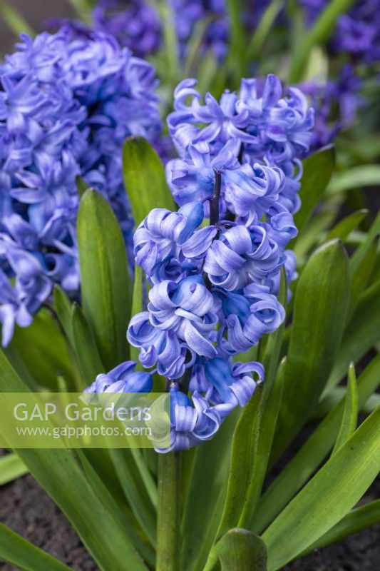 Hyacinthus orientalis 'Patricia Sadler', a fragrant oriental hyacinth with silvery blue flowers borne in March and April.