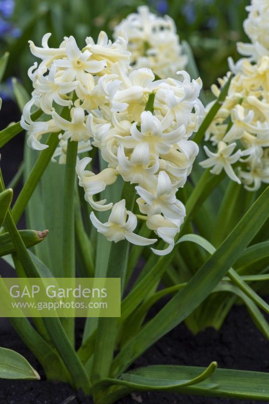 Hyacinthus orientalis 'City of Harlem', a fragrant cream coloured that flowers in March and April.