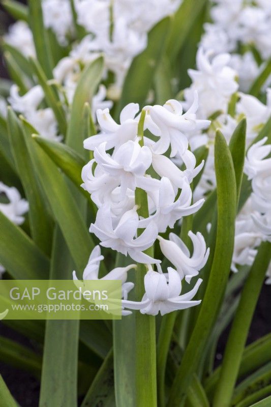 Hyacinthus orientalis 'Ben Nevis', a fragrant oriental hyacinth with white flowers borne in March and April.