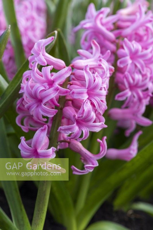 Hyacinthus orientalis 'Marconi', a fragrant oriental hyacinth with intensely pink flowers borne in March and April.