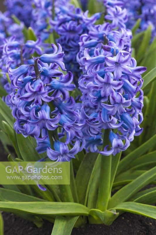 Hyacinthus orientalis, a fragrant oriental hyacinth with blue flowers borne in March and April.