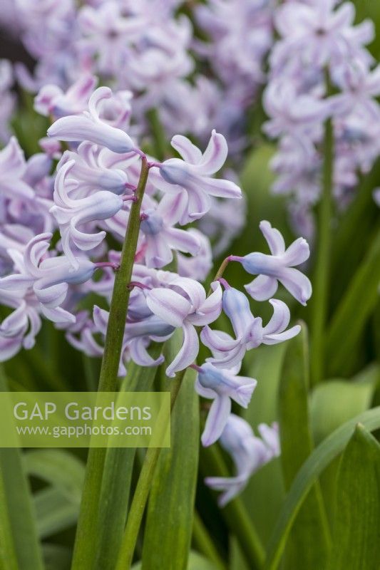 Hyacinthus orientalis, a fragrant oriental hyacinth with very pale pink flowers borne in March and April.