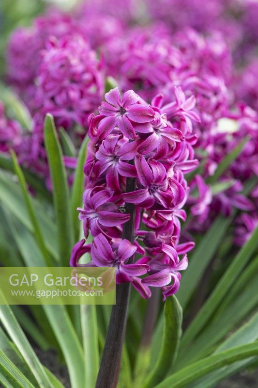 Hyacinthus orientalis 'Top Hit', a fragrant oriental hyacinth with deep pink flowers borne in March and April.