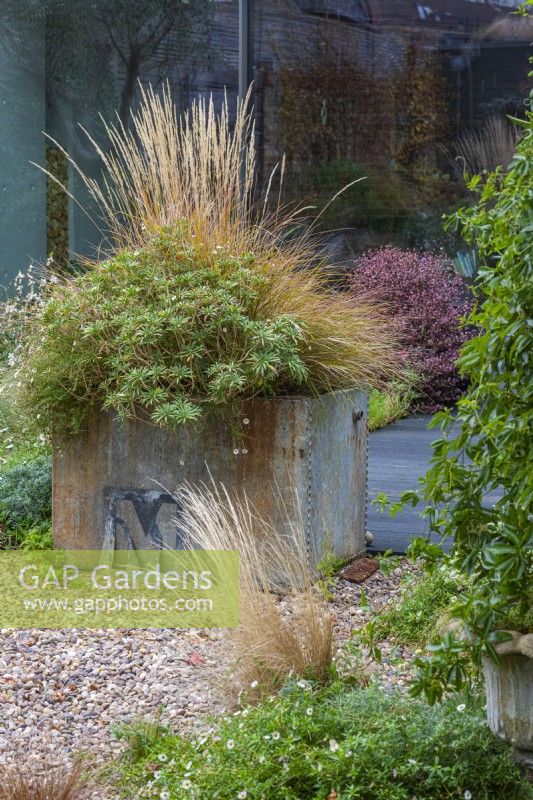 A salvaged galvanised water tank planted with fleabane, perennial wallflowers and pheasant's tail grass,