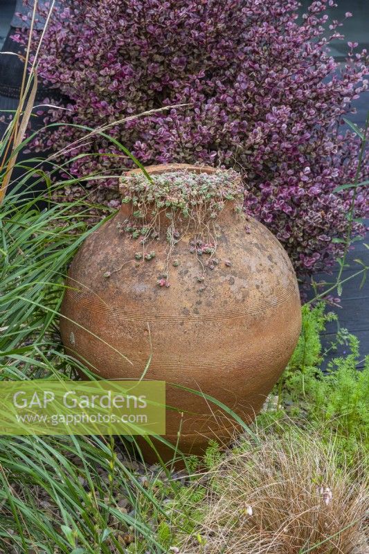 A shapely terracotta pot is planted with a trailing succulent, set against variegated berberis foliage, Berberis thunbergii f. atropurpurea 'Harlequin.'