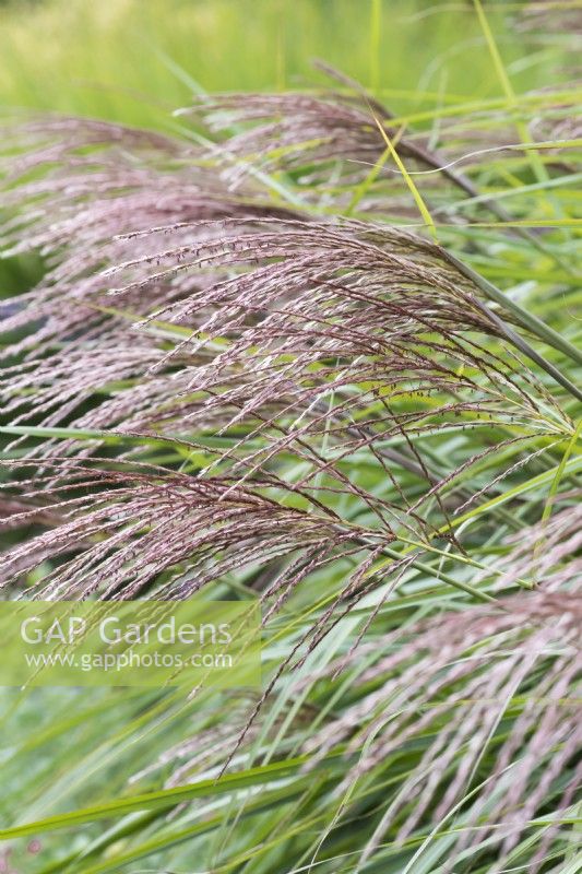 Silvery pink, autumn spikelets of Miscanthus sinensis 'Nippon', eulalia, a deciduous ornamental grass forming large clumps.