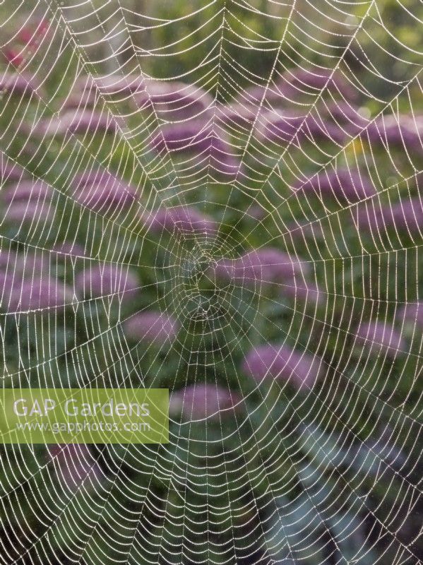 Araneus diadematus - Garden spider web in front of sedum flowers