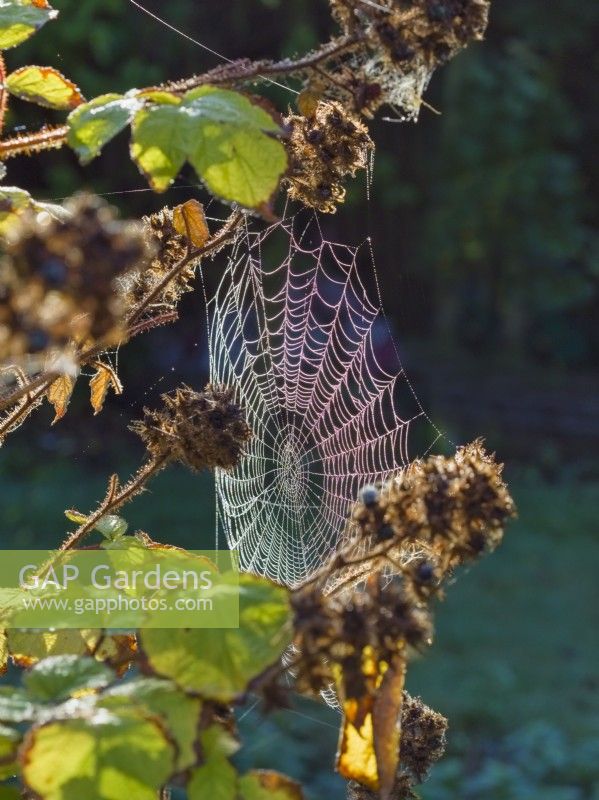 Araneus diadematus - Dewy Garden spider web on raspberry leaves