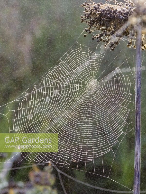 Araneus diadematus - Dewy Garden spider webs on Allium Seedhead in mist