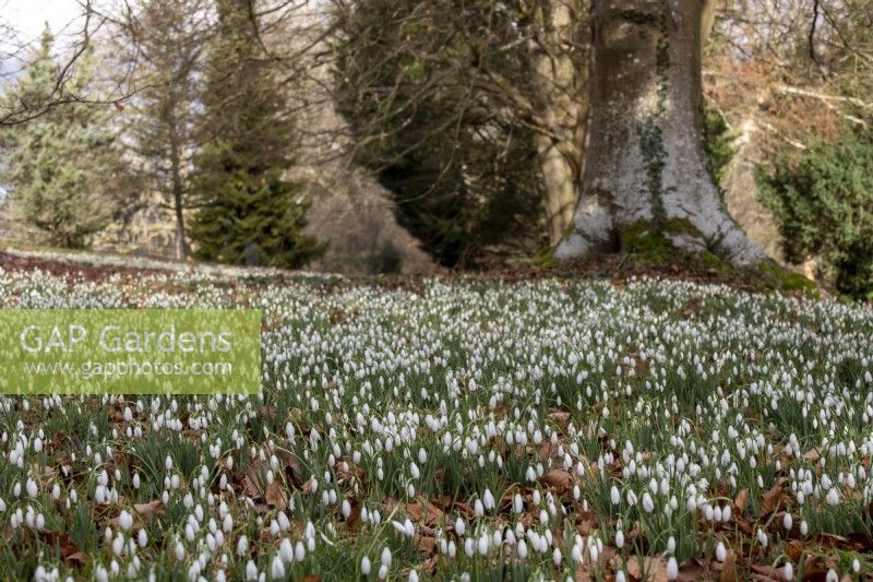 Naturalised snowdrops in woodland at Colesbourne Park, Gloucestershire