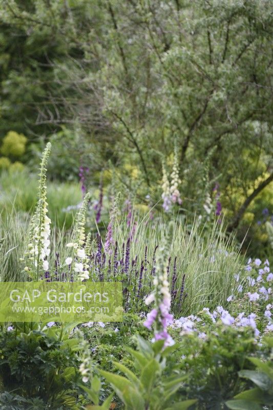 Border with Salvia nemerosa 'Caradonna' amongst foxgloves and grasses in May