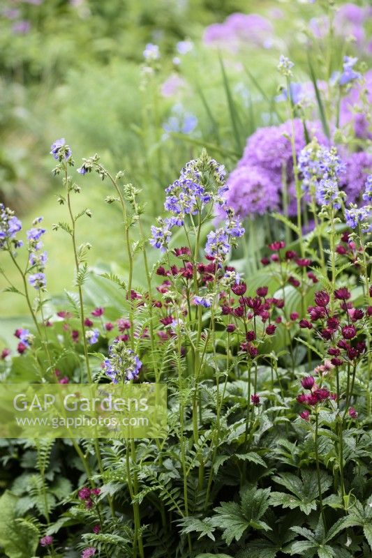 Deep red Astrantia 'Moulin Rouge' with blue Polemonium caeruleum in May