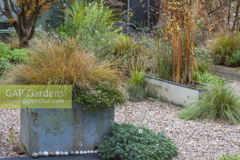 An old galvanised water tank planted with fleabane and pheasant tail grass, Anemanthele lessoniana syn Stipa arundinacea, on the edge of a gravel garden with a water trough as a water feature.