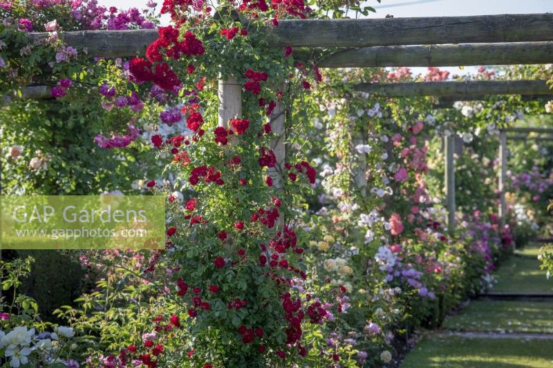 General view of the Long Garden at David Austin Roses with Rosa 'Rambling Rosie' syn. 'Horjasper' in the foreground
