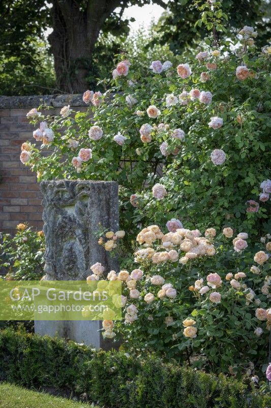 Rosa 'Bathsheba' syn.'Auschimbley' and Rosa 'Roald Dahl' syn. 'Ausowlish' growing around a statue in the victorian walled garden at the David Austin Rose Garden
