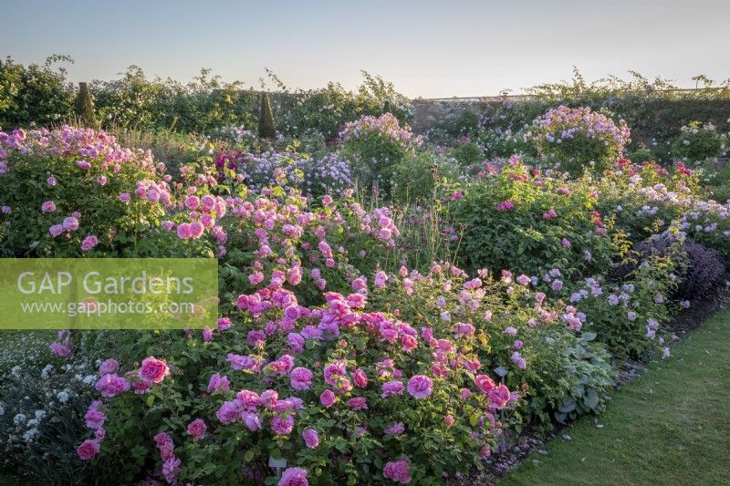 The Lion garden at David Austin Roses with a border of roses including Rosa 'Princess Alexandra of Kent' syn. 'Ausmerchant' and Rosa 'Harlow Carr' syn. 'Aushouse'