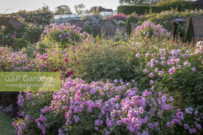 The Lion Garden at David Austin Roses with Rosa 'Harlow Carr' syn. 'Aushouse' and Veronicastrum virginicum