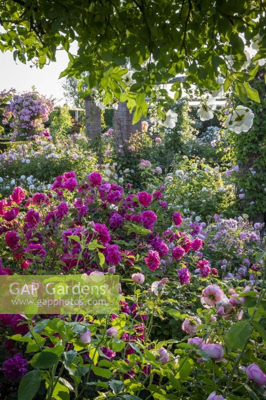 General view of the David Austin Rose garden. Roses include Rosa 'Tam O'Shanter' syn. 'Auscerise, 'Rosa 'The Mill on the Floss' syn. 'Austulliver' and Rosa 'Sander's White Rambler'