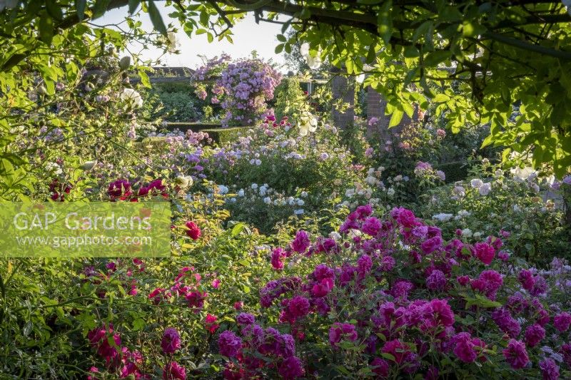 General view of the David Austin Rose garden. Roses include Rosa 'Tam O'Shanter' syn. 'Auscerise and 'Rosa 'The Mill on the Floss' syn. 'Austulliver'.