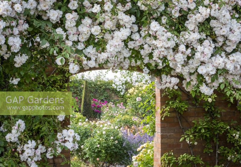 Rosa 'Adelaide d'Orleans' AGM growing over a wall with a view through a brick arch leading into the Lion Garden at the David Austin Rose garden