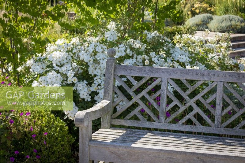 Wooden bench surrounded by Rosa 'Kew Gardens' syn. 'Ausfence' AGM