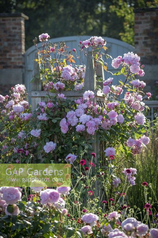 Rosa 'Mary Delany' syn. 'Ausorts' growing on a wooden obelisk (renamed by David Austin Roses - previously 'Mortimer Sackler')