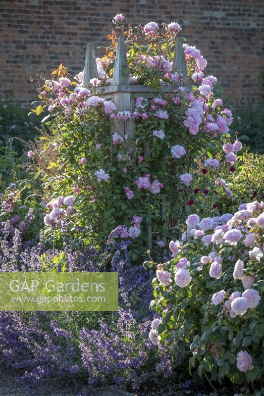 Rosa 'Mary Delany' syn. 'Ausorts' growing on a wooden obelisk (renamed by David Austin Roses - previously 'Mortimer Sackler'). Rosa 'Olivia Rose Austin' syn. 'Ausmixture' in the foreground