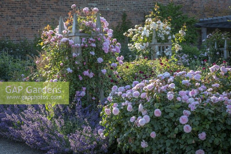 Rosa 'Mortimer Sackler' AGM syn. 'Ausorts' growing on a wooden obelisk at Wynyard Hall (renamed by David Austin Roses - previously 'Mortimer Sackler'). Rosa 'Olivia Rose Austin' syn. 'Ausmixture' in the foreground and Rosa 'The Lady of the Lake' syn. 'Ausherbert' beyond