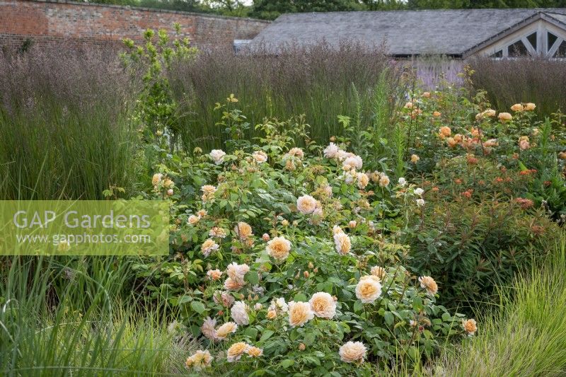 Rosa 'Grace' syn. 'Auskeppy' AGM amongst grasses and euphorbia in the Rose Garden at Wynyard Hall. Rosa 'Lady of Shalott' syn. 'Ausnyson' in the distance