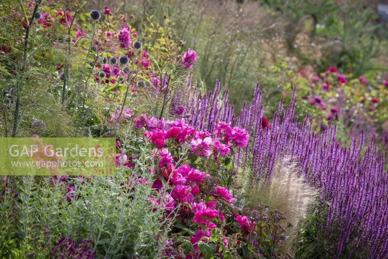 Mixed border at Wynyard Hall with Rosa gallica var. officinalis AGM - Apothecary's rose, in the foreground with Salvia nemorosa 'Amethyst', Stipa tenuissima, echinops, fennel and sedums