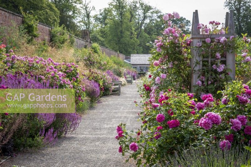 Mixed borders at Wynyard Hall. Rosa 'Mary Delany' syn. 'Ausorts' on a wooden obelisk  (previously 'Mortimer Sackler') with Rosa 'Princess Anne' syn. 'Auskitchen' AGM, Rosa 'De Resht' syn. R. 'de Rescht' and Rosa 'Gertrude Jekyll' syn. 'Ausbord' and Salvia nemorosa 'Amethyst'