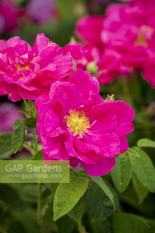 Rosa gallica var. officinalis AGM - Apothecary's rose
