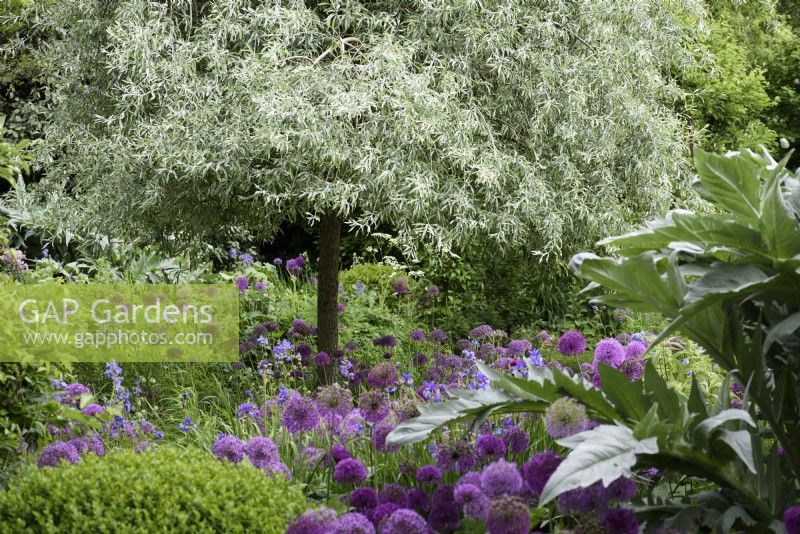 Pyrus salicifolia 'Pendula' underplanted with alliums in May