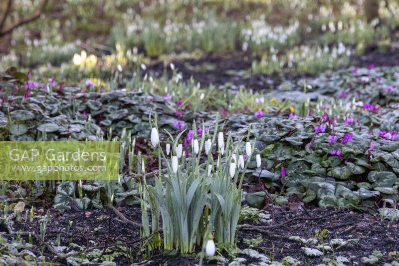 Snowdrops and cyclamen in the Spring Garden at Colesbourne Park, Gloucestershire