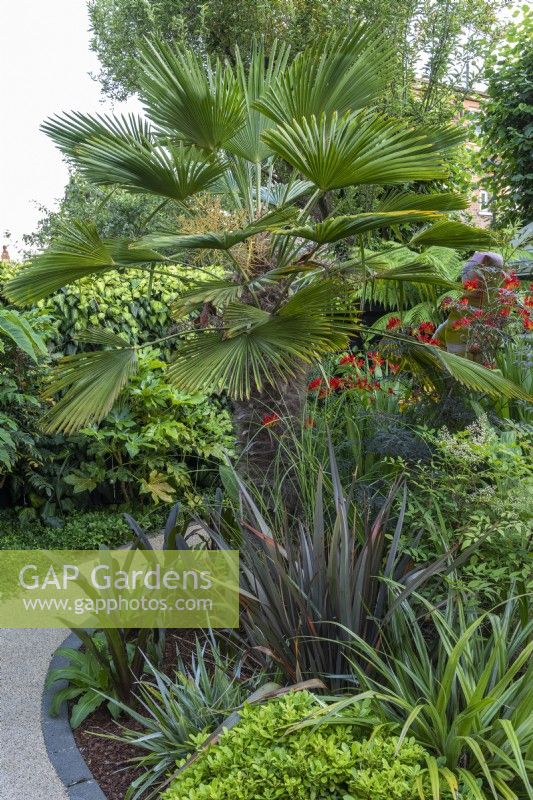 A central bed is planted with the palm Trachycarpus wagnerianus, box, phormiums, eucomis and crocosmia.