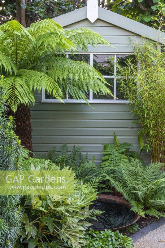 A small water bowl is shaded by tree ferns, bamboo and ferns, in front of the garden shed.