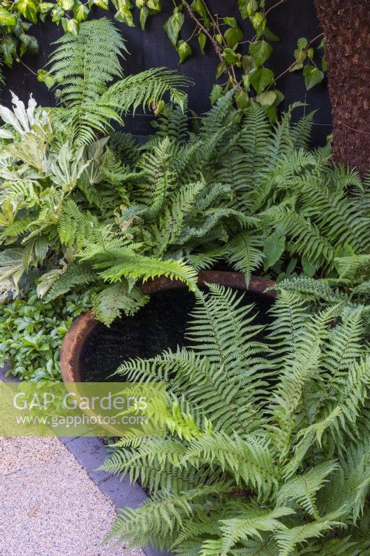 A circular, rusty water bowl is shaded by soft shield ferns, Polystichum setiferum.