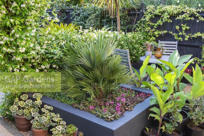 A dwarf fan palm, Chamaerops humilis, is planted in a raised bed above creeping sedum.