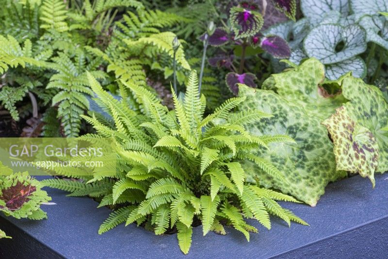 Small ferns add to the leafy mix in a raised bed.