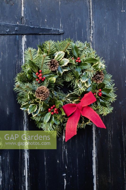 Christmas wreath with pine and Ilex foliage and berries and cones and red bow hanging on rustic black door 