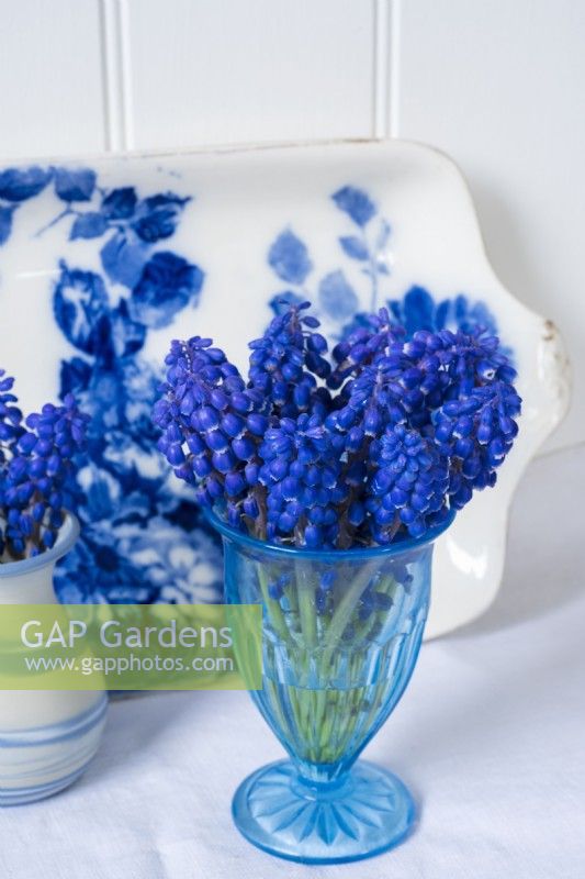 Posy of Muscari in blue glass vase against old blue and white plate