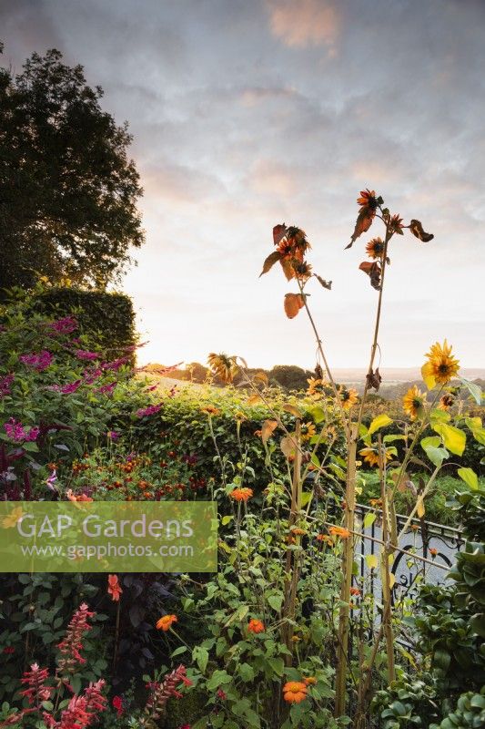 Orange flowers catching the dawn sun in a country garden in September.