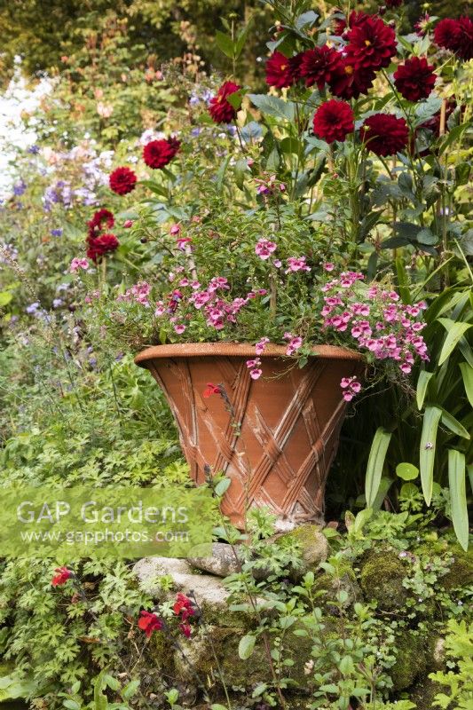 Terracotta container with pink diascia in a country garden in September.