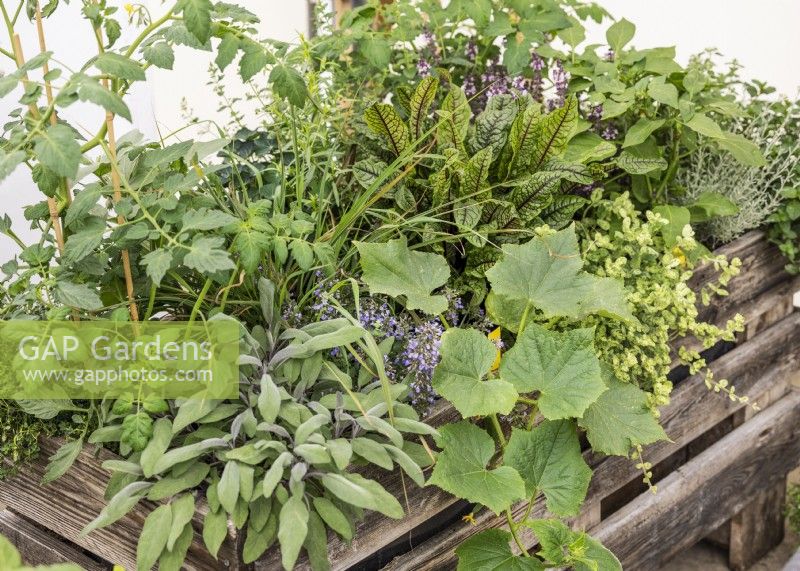 Herb and vegetable mix in wooden trough, summer June
