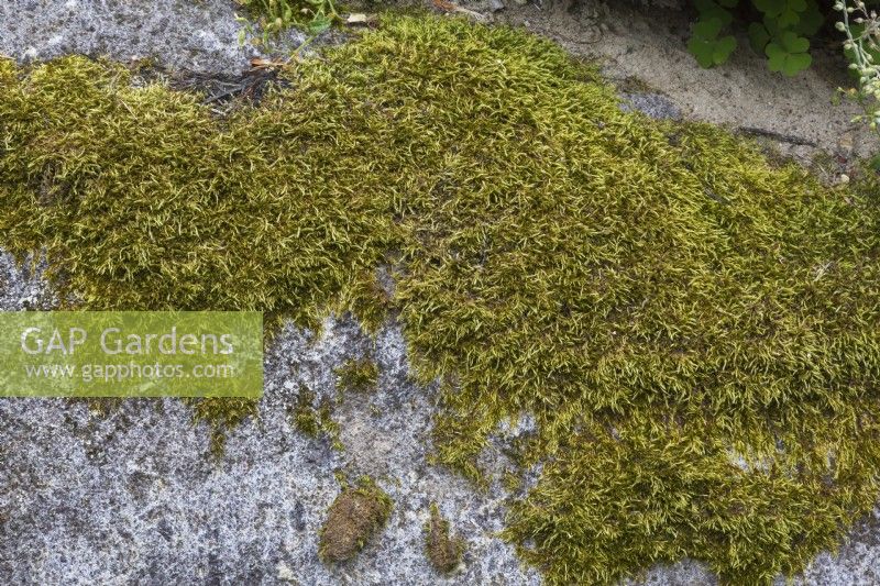 Green Bryophyta - Moss on grey granite rock surface in summer