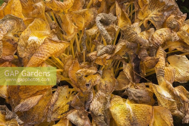 Dried and wilted Hosta leaves in autumn