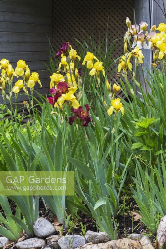 Yellow Iris x germanica - Bearded Iris and Iris x germanica - Blauwe Lis Bordeaux flowers in border in backyard garden in spring