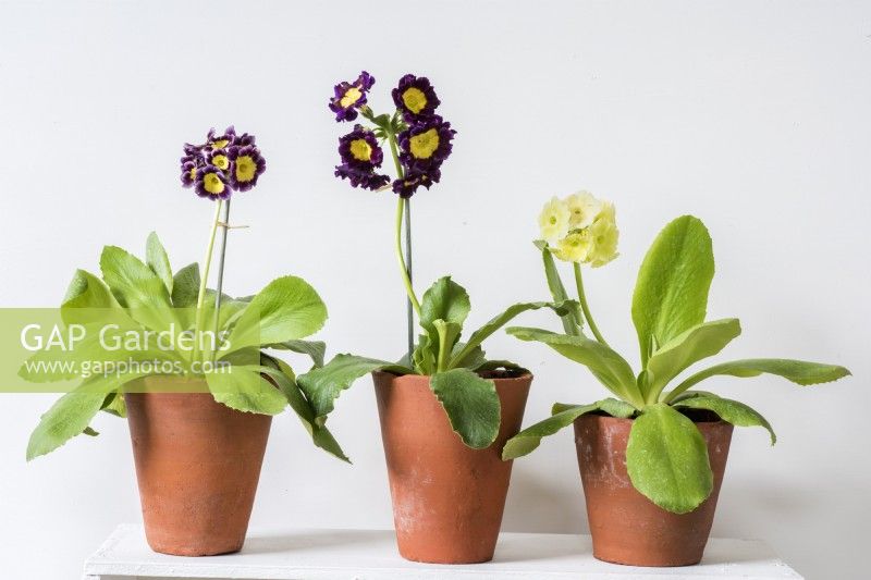 Auriculas in terracotta pots displayed on white painted shelf
