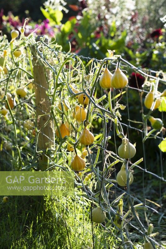 Gourds growing over a wire fence in a country garden in September.