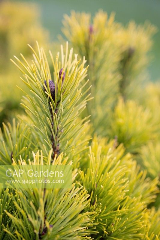 Pinus mugo 'Carsten's Wintergold', Conifer, December.